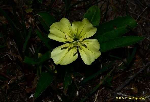 {Oenothera triloba}